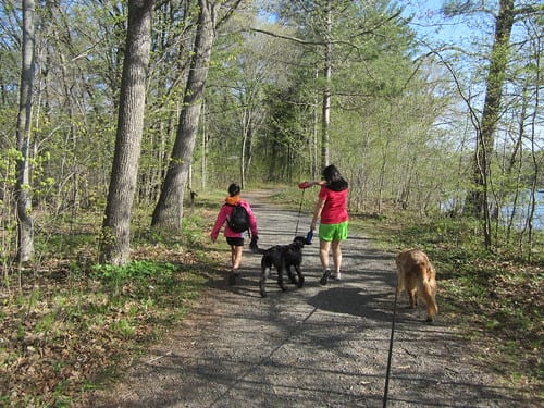 Woman and daughter walking two dogs on hiking trail in woods